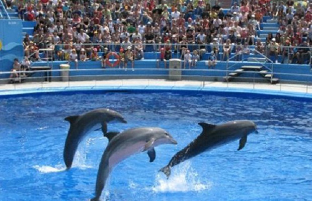 Dophin Show Dophin Show
